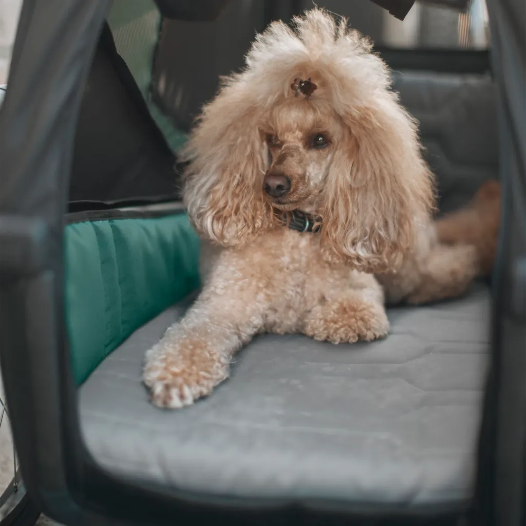 cama para perro