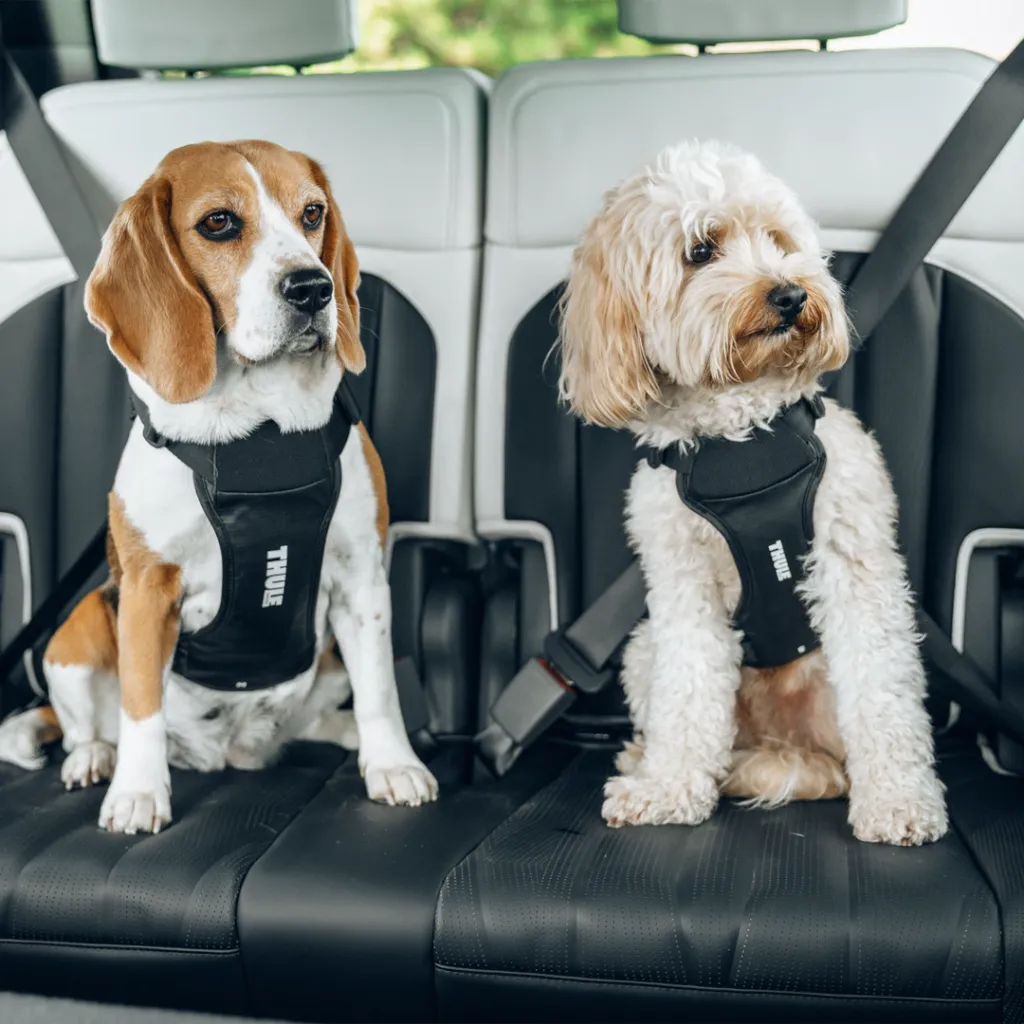 pechera para perro
